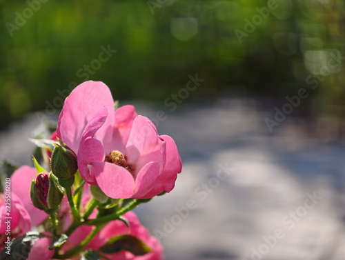 Pink Wild Rose Flower and Buds in Sunlight