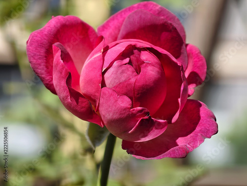Vibrant Fuchsia Rose Flower Close-up, Sunny Day