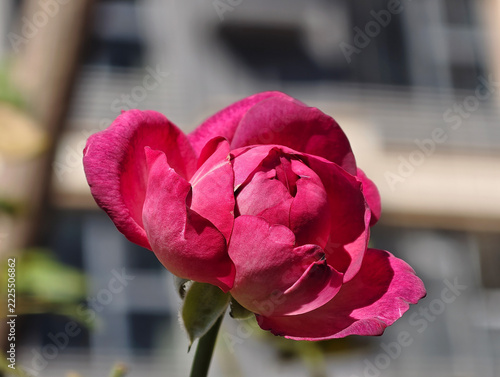Deep Pink Rose Bud in Bright Sunlight, Background