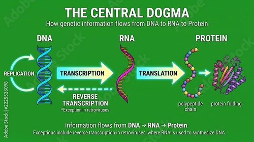 Educational diagram showing the central dogma of molecular biology