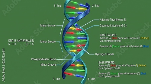 Educational diagram of dna double helix structure with base pairing