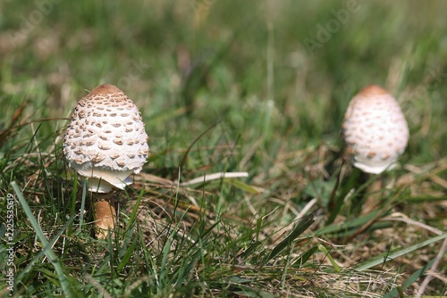 Jeunes coulemelles, un champignon comestible