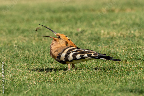 hoopoe.