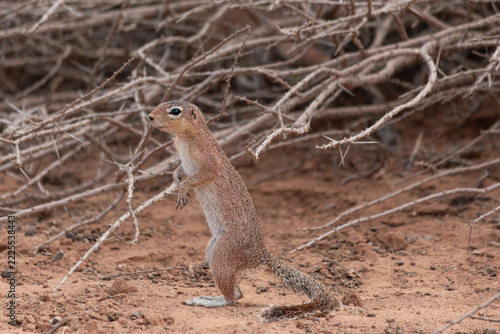 Ground squirrel standing on red soil