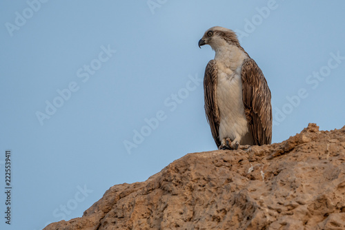 bird of prey