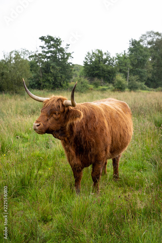 Highland cattle grazing in a Scottish meadow