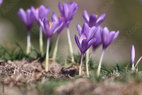 Un joli bouquet de crocus mauves