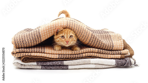 Ginger kitten under a blanket isolated on white background.