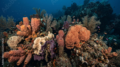 Vibrant Deep-Sea Sponge and Sea Fan Garden