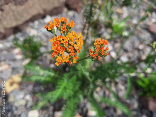 Orange flowers of achillea tomentosa (yarrow) bloom in a flowerbed.