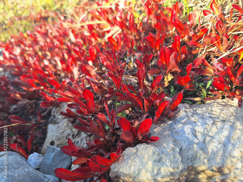 An arctous alpina or alpine bearberry bush with red leaves grows in a clearing.