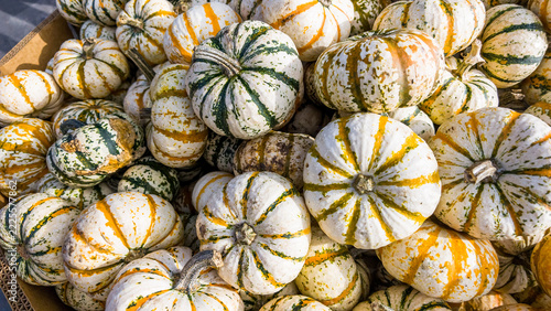 Pile of small striped gourds showing white, yellow, and green colors