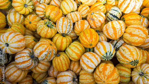 Ornamental gourds creating an autumn harvest pattern background