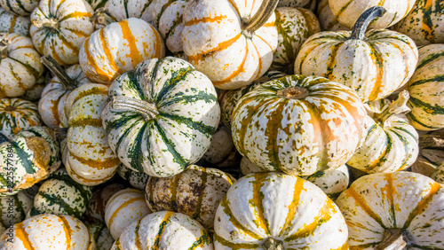 Colorful striped gourds and pumpkins showing autumn harvest