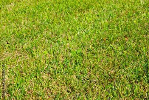 Lush green grass glistening with dew in the sunlight. A pasture, a park, or an ecologically pristine area with tall grass, against the natural landscape.