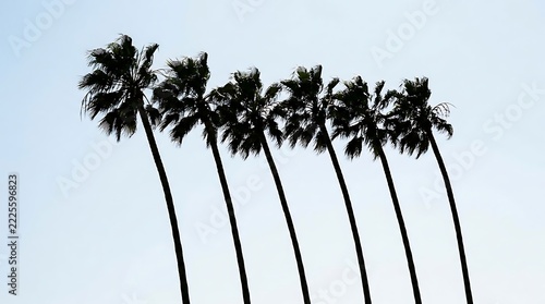 Row of palm trees swaying in the wind against a clear sky