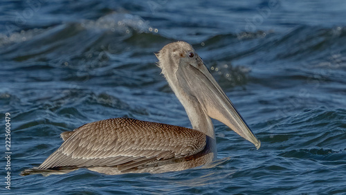 Female Brown Pelican in the water