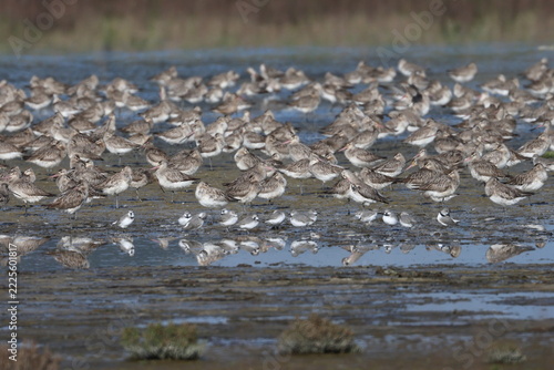 wader flock