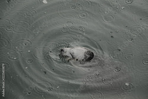 Happy seal swimming and playing in rainy gray water, Patagonia Argentina playful marine wildlife concept