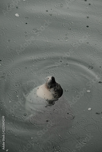 Happy seal swimming and playing in rainy gray water, Patagonia Argentina playful marine wildlife concept