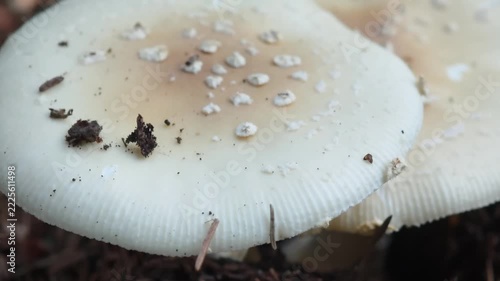 Close up shot of inedible and deadly destroying angel, or Amanita bisporigera, fungi emerging from the forest floor, a concept for mycology, toxicology, and the dangers of nature