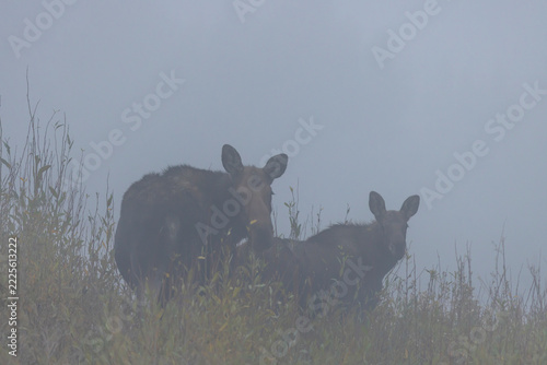 Cow and Calf Moose in Grand Teton National Park Wyoming in Autumn