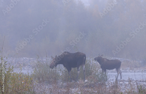 Cow and Calf Moose in Grand Teton National Park Wyoming in Autumn