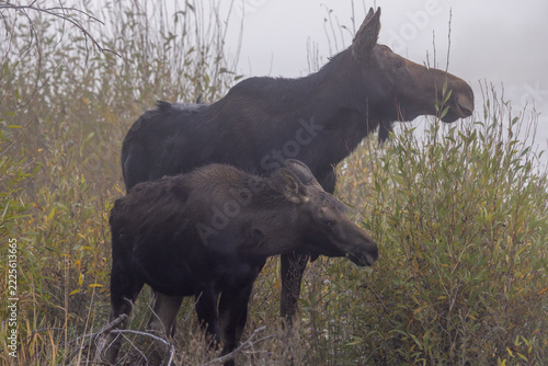 Cow and Calf Moose in Grand Teton National Park Wyoming in Autumn