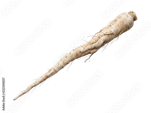 A single long slender dried burdock root with fine rootlets, isolated transparent
