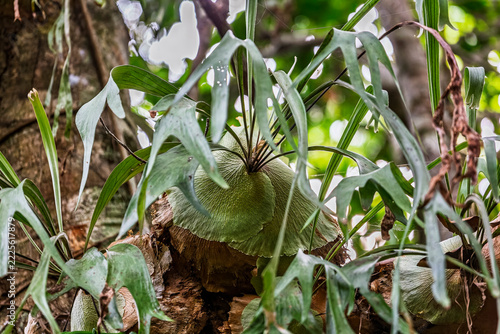 Close up of a ribbon fern epiphyte growing on tree trunk in Port. Macquarie, New South Wales, Australia.