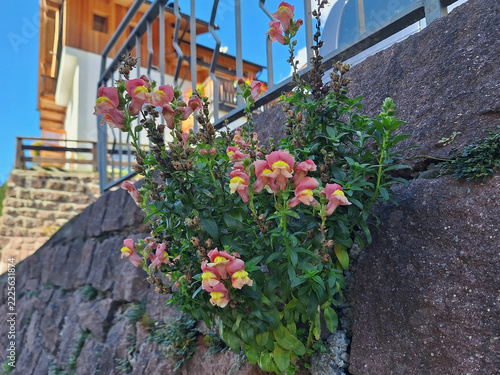 A bush of pink antirrhinum majus flowers grows in a stone fence along the road.