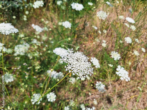 The daucus or visnaga plant blooms with white flowers in a clearing.