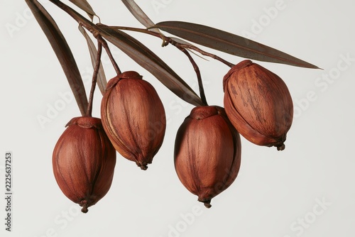 Ripe jojoba seed pods on a branch showing delicate color and texture
