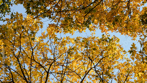 Colorful fall tree leafs against sky, vintage background