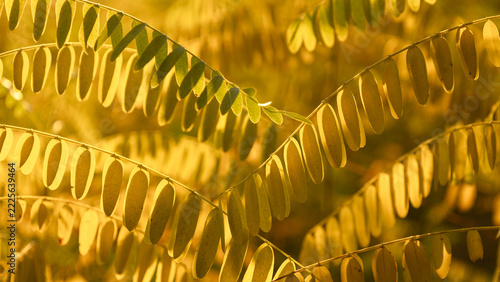 Background of yellow autumn leaves, close-up