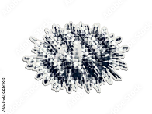 Sea urchin sticker with halftone line pattern and rough cut paper border