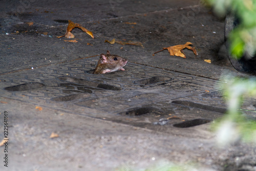 Mouse on the ground