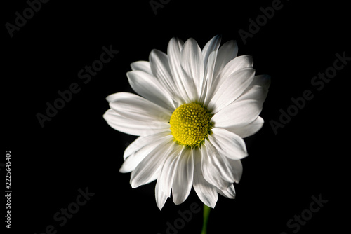 White Daisy Flower with Bright Yellow Center on Black