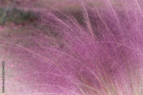Pink Muhly Grass with Soft Pink Plumes