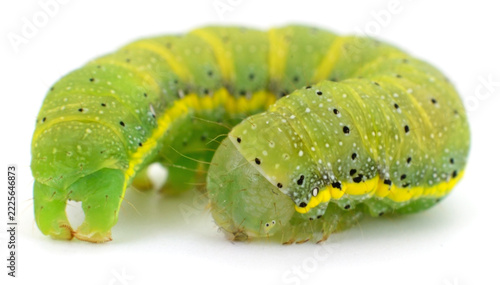 green caterpillar larva with yellow stripes insect macro isolated on white background