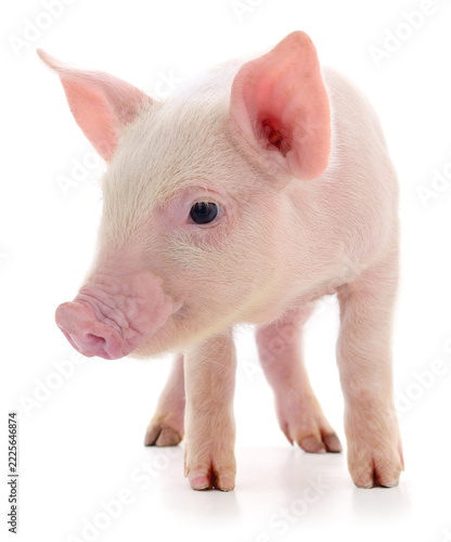 small pink piglet Sus domesticus standing front view isolated on white background