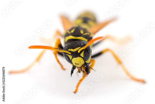 paper wasp Polistes dominula insect head macro front view isolated on white background