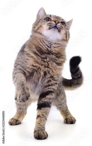 standing grey tabby cat Felis catus looking up playing isolated on white background