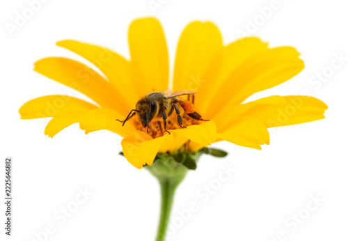 honey bee Apis mellifera gathering pollen on yellow Heliopsis helianthoides flower isolated on white background