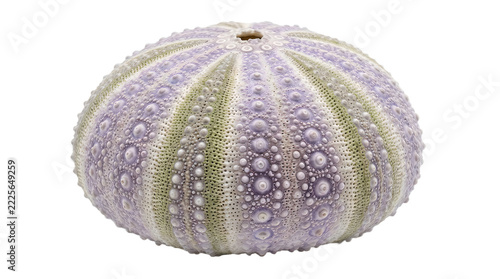 Close up of a purple spiky sea urchin on white background