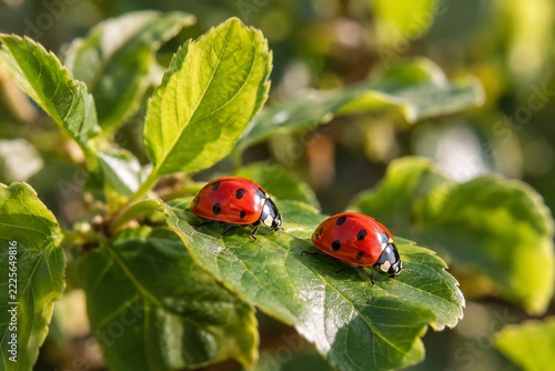 Two red ladybugs with black spots resting on sunlit fresh green leaves