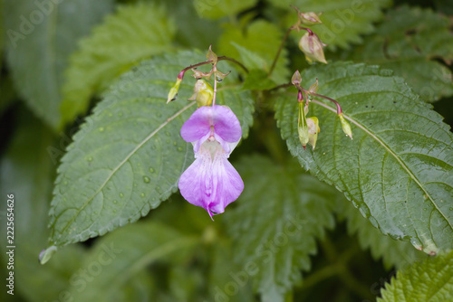 A close-up shot of a pink Impatiens glandulifera, Himalayan balsam, flower surrounded by serrated green foliage with water droplets