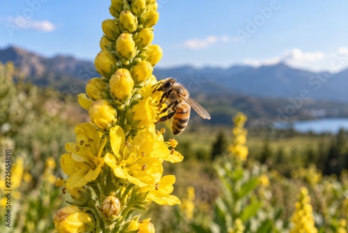 Honeybee clinging to a tall yellow flower spike in bright sunlight