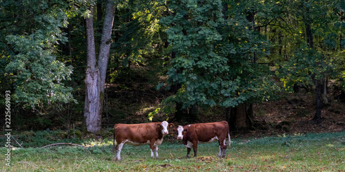 Zwei befreundete Kühe auf einer Wiese 2