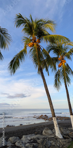 The morning sun lights up the two coconut trees bending towards the ocean. Playa Harmosa on the Pacific Coast of Costa Rica.